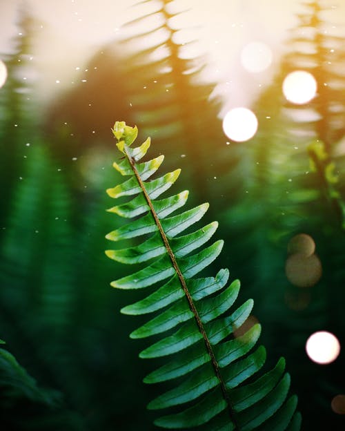 eucalyptus