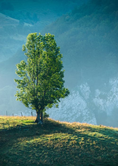 tree on top of a hill
