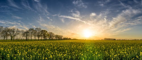sun shining on flower field