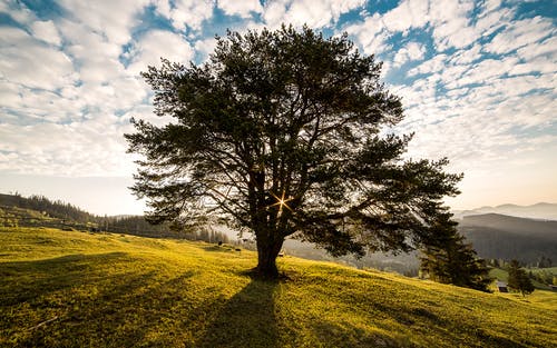 tree on top of a hill