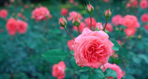 pink rose