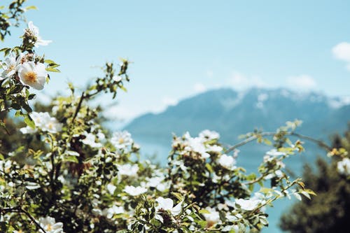white flowers and mountain view