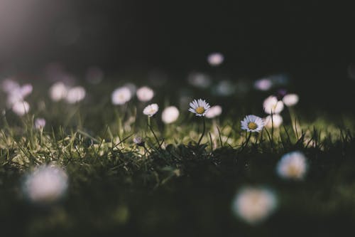 daisys