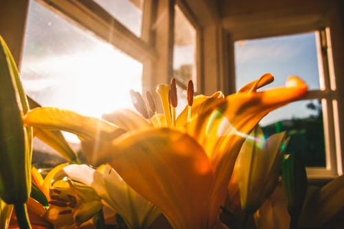 sun through window