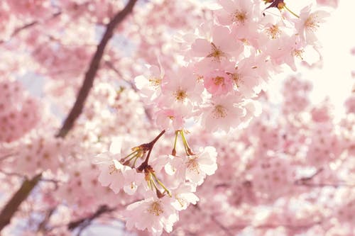 pink flowers