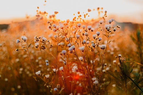 flowers and sunset