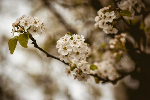 white flowers