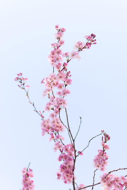 pink flowers